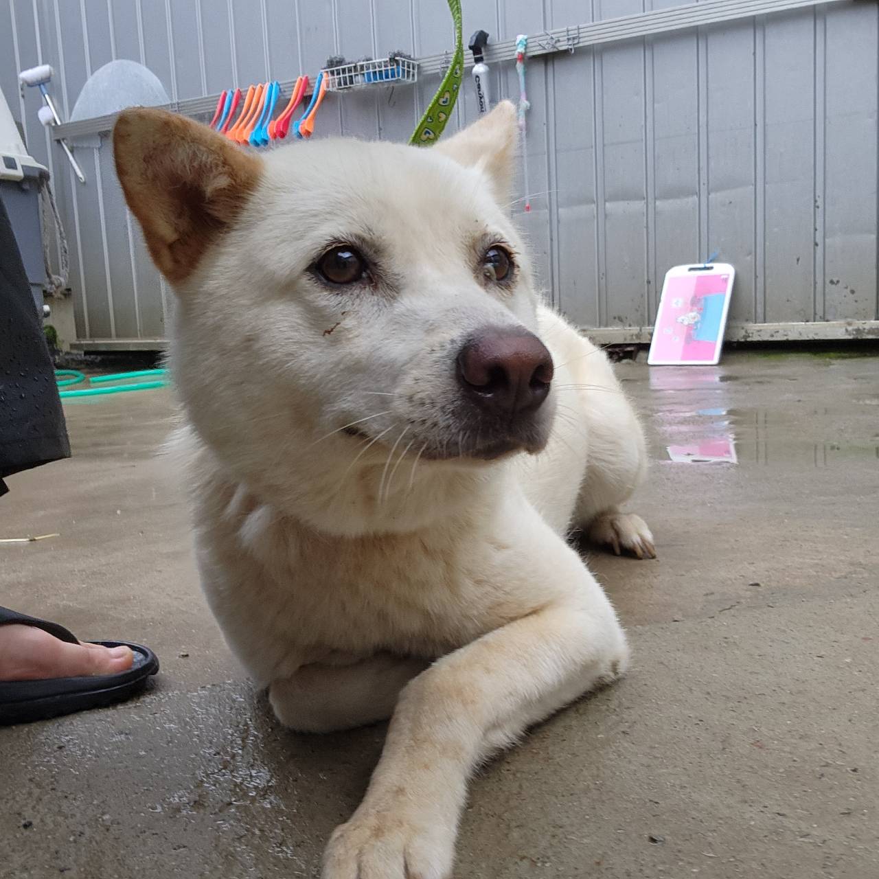 한국야생동물보호협회_441403202300236