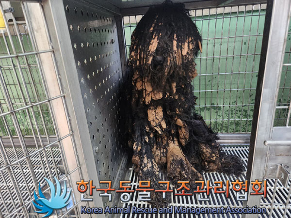 한국동물구조관리협회_441409202301107