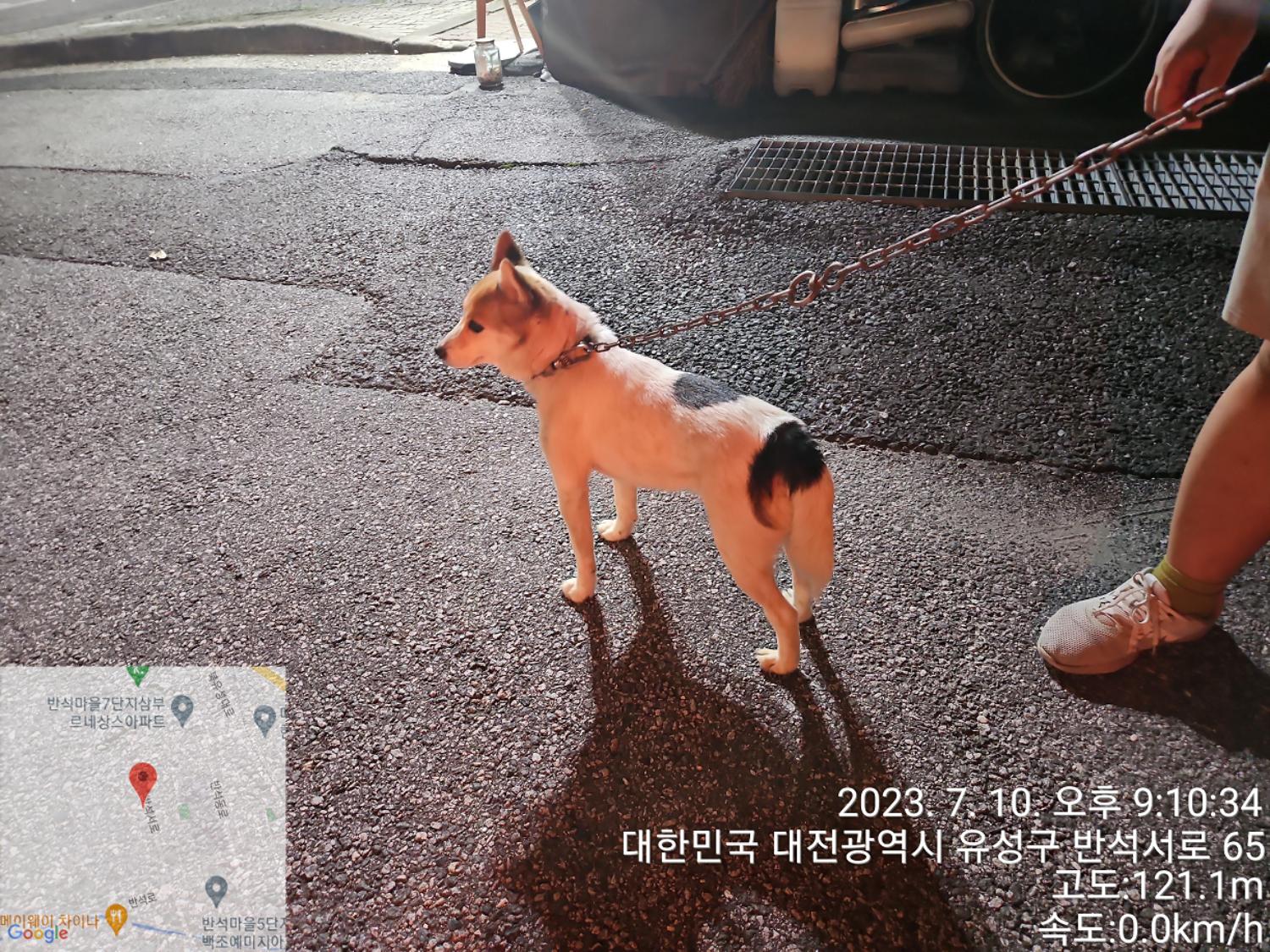 대전동물보호센터_430367202300409
