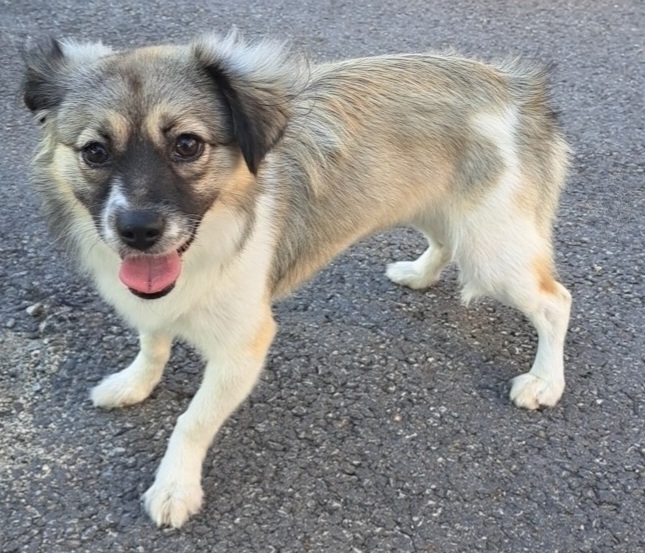 수원시 동물보호센터_441374202300740