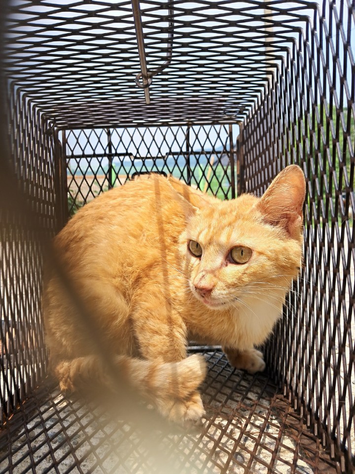 한국동물구조관리협회_411306202300473