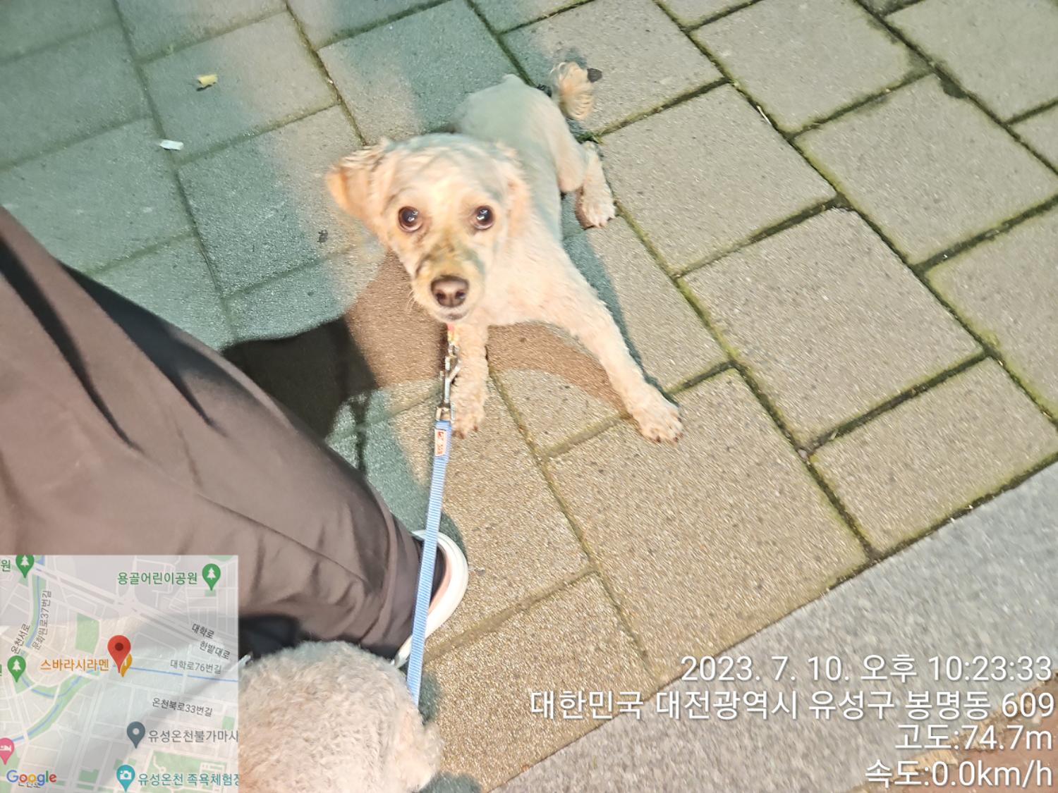 대전동물보호센터_430367202300411