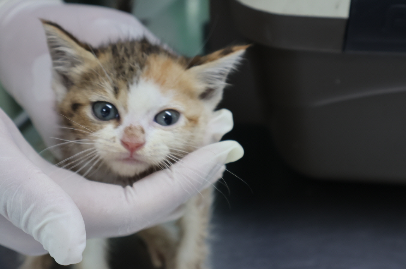제주 동물보호센터_450650202302373