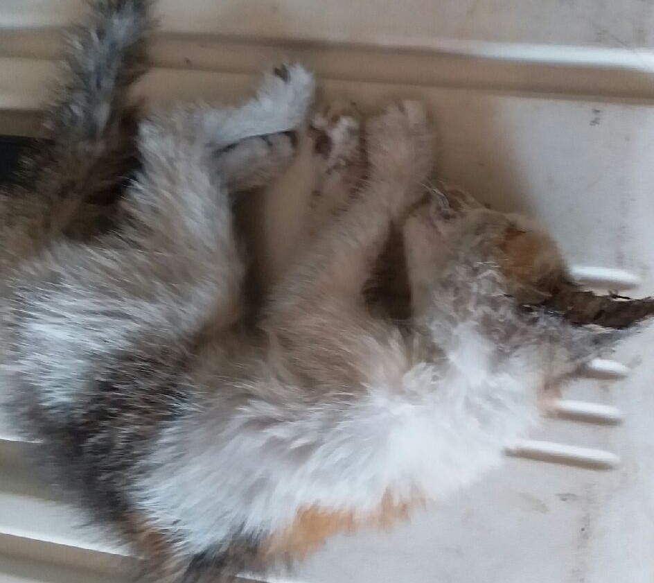 대구유기동물보호센터_427342202300447