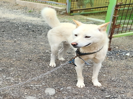 원주유기동물보호센터_442419202300411