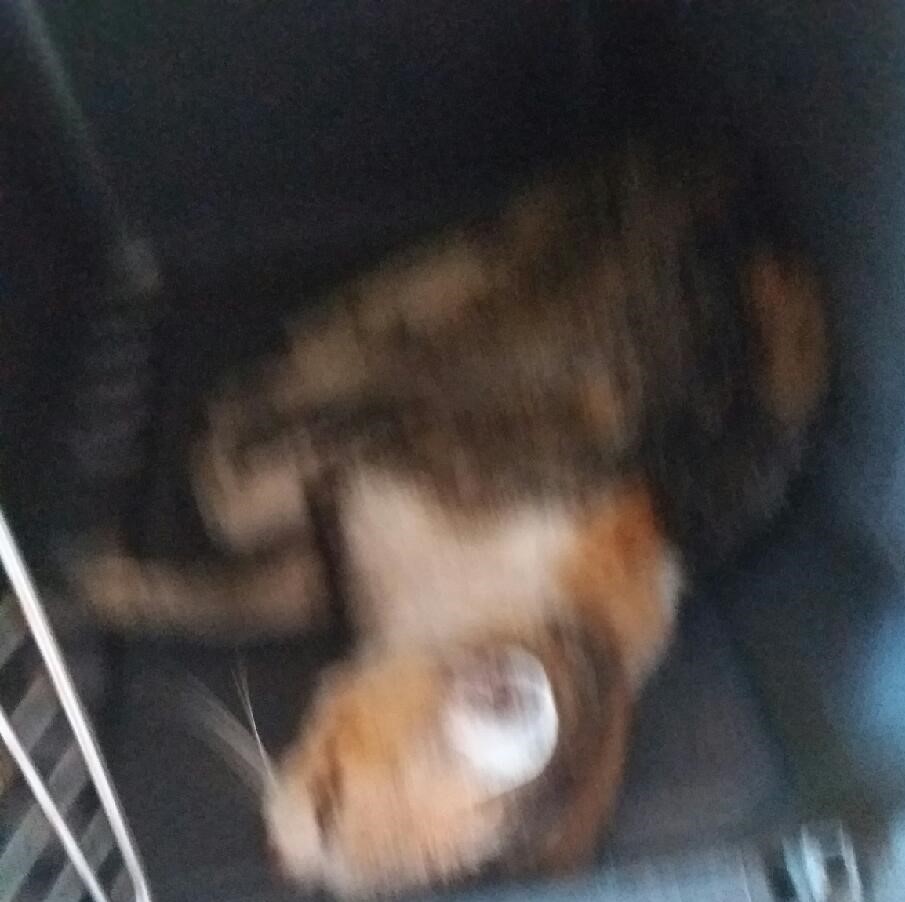 대구유기동물보호센터_427342202300444