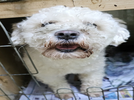보호중 푸들의 가족…