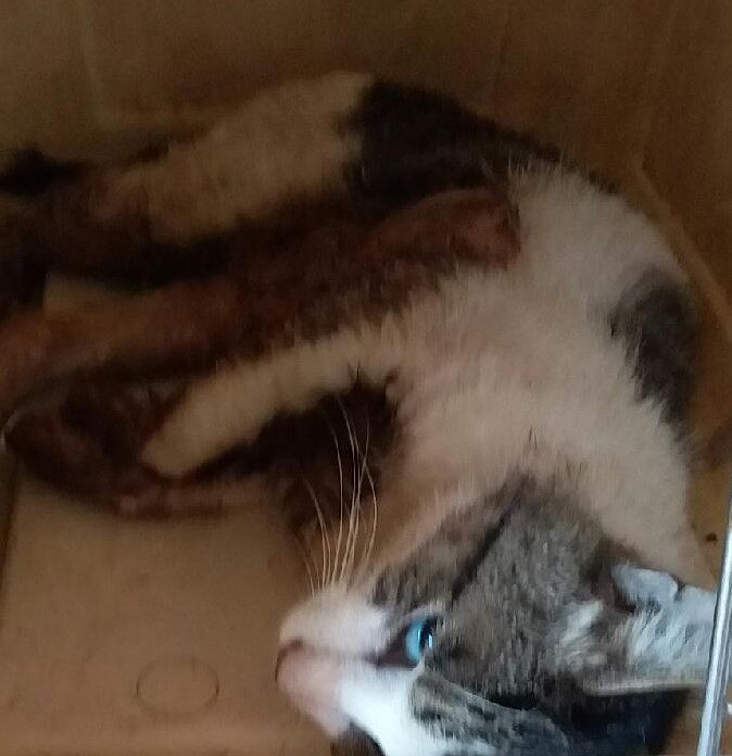 대구유기동물보호센터_427342202300445