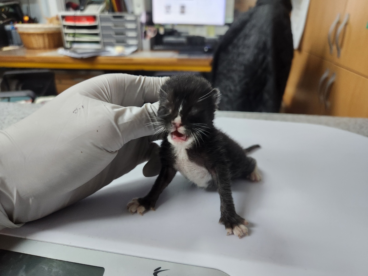 광주 동물보호소_429359202300244