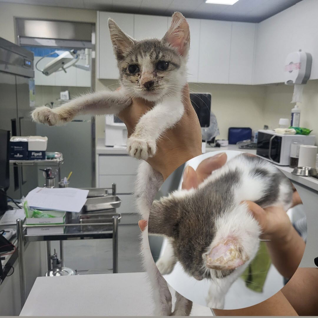 아산동물복지지원센터_444452202301484