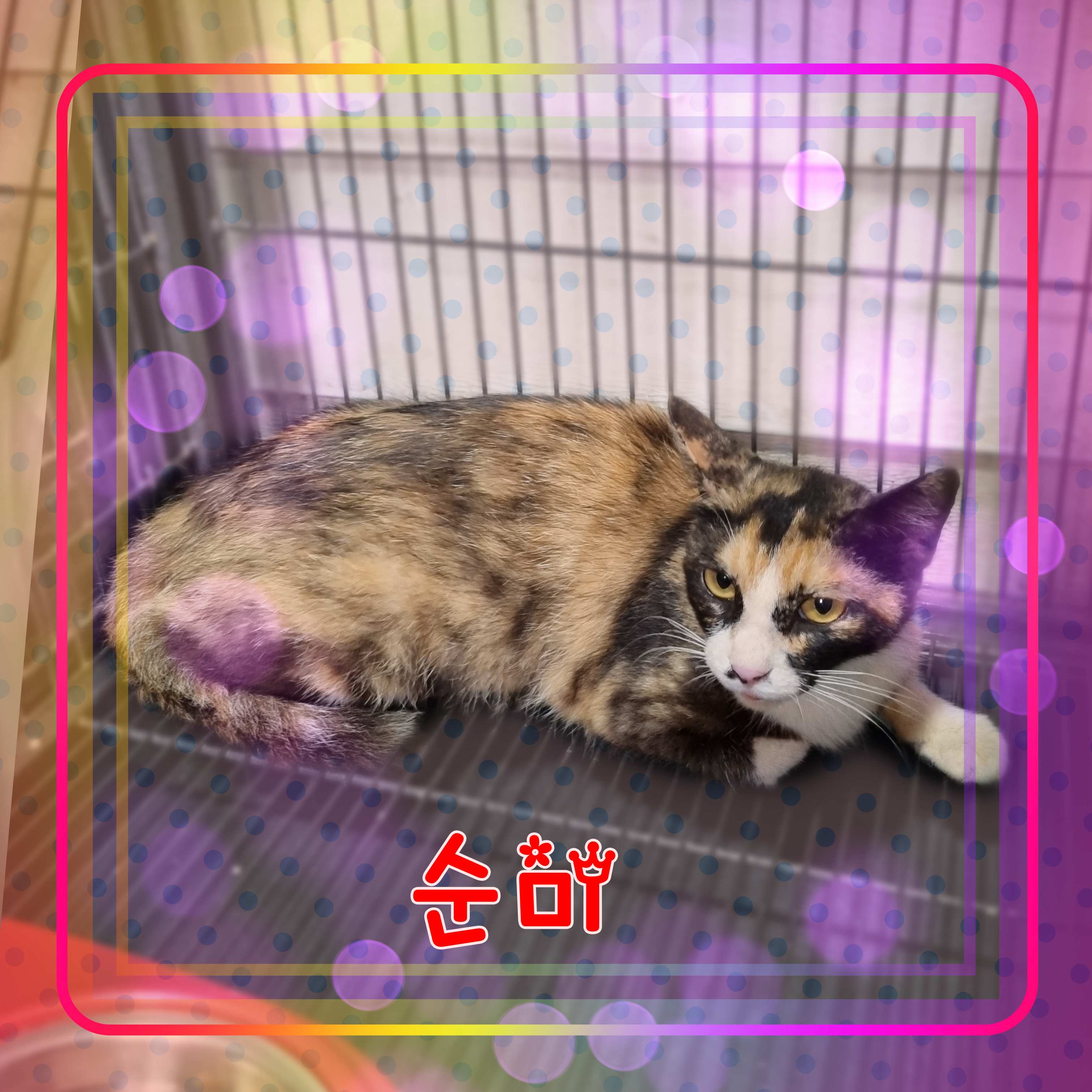 군산유기동물보호센터_445467202301315