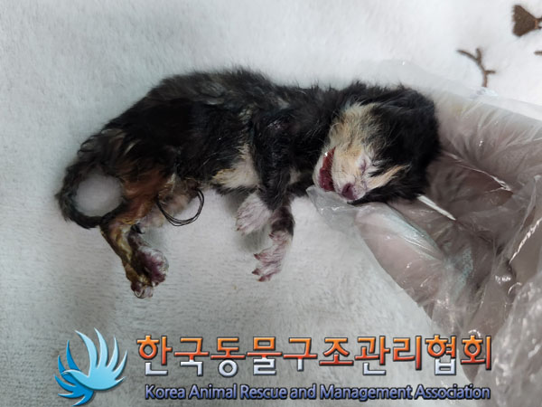한국동물구조관리협회_441398202300259