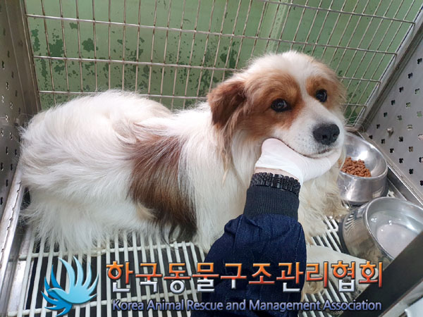 한국동물구조관리협회_441406202301022