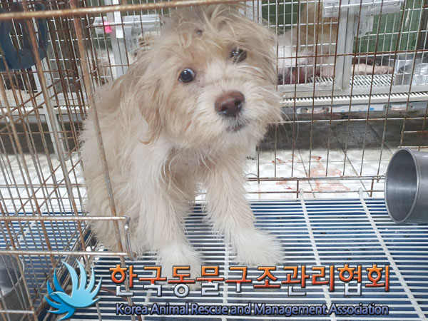 한국동물구조관리협회_441560202300885