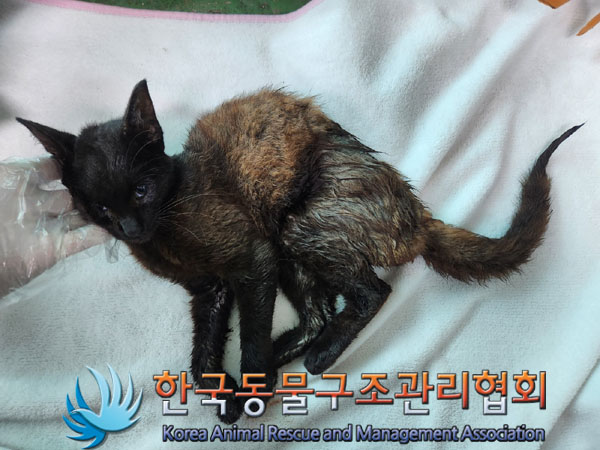 한국동물구조관리협회_411315202300464