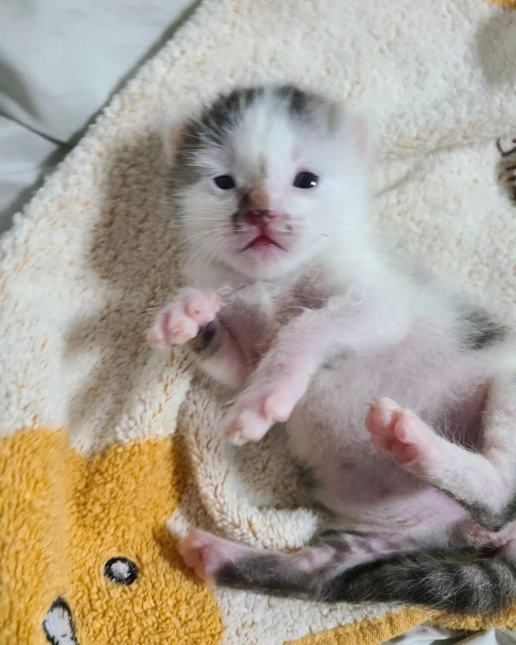[고양이] 믹스묘 충남-아산-2023-00460 유기동물 배경 이미지 입니다.