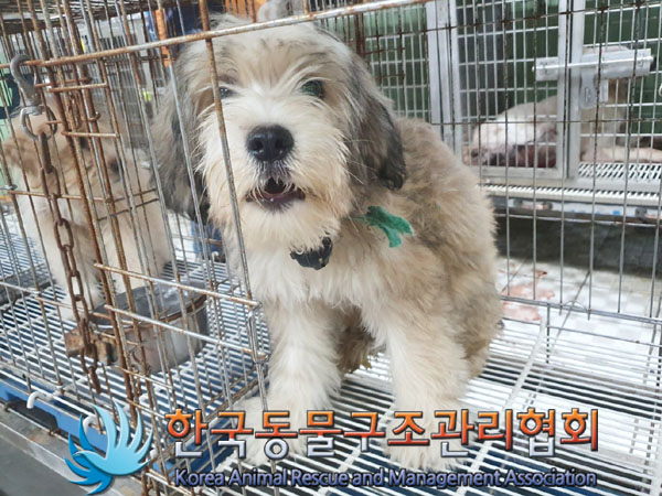한국동물구조관리협회_441560202300884
