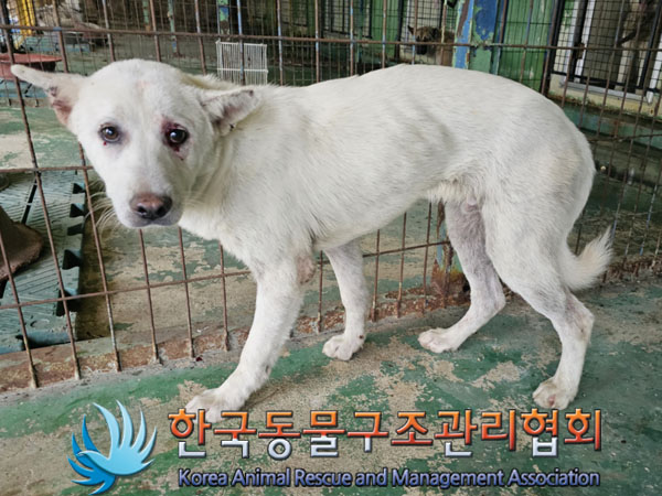 한국동물구조관리협회_441404202300406