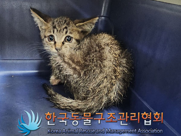 한국동물구조관리협회_441398202300258