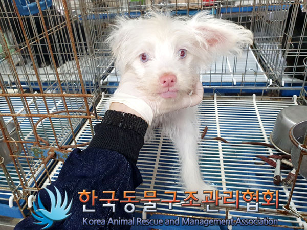 한국동물구조관리협회_411315202300463
