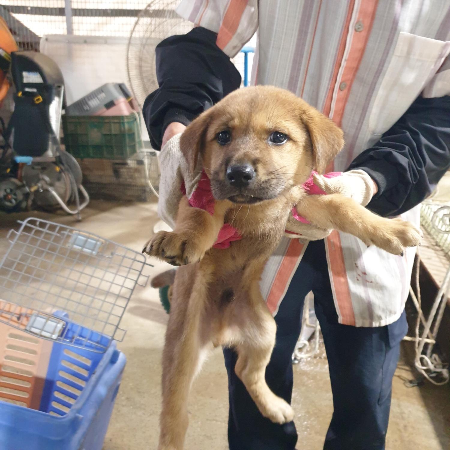 남양동물보호센터_441553202302132
