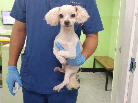 춘천시 동물보호센터_442418202300584