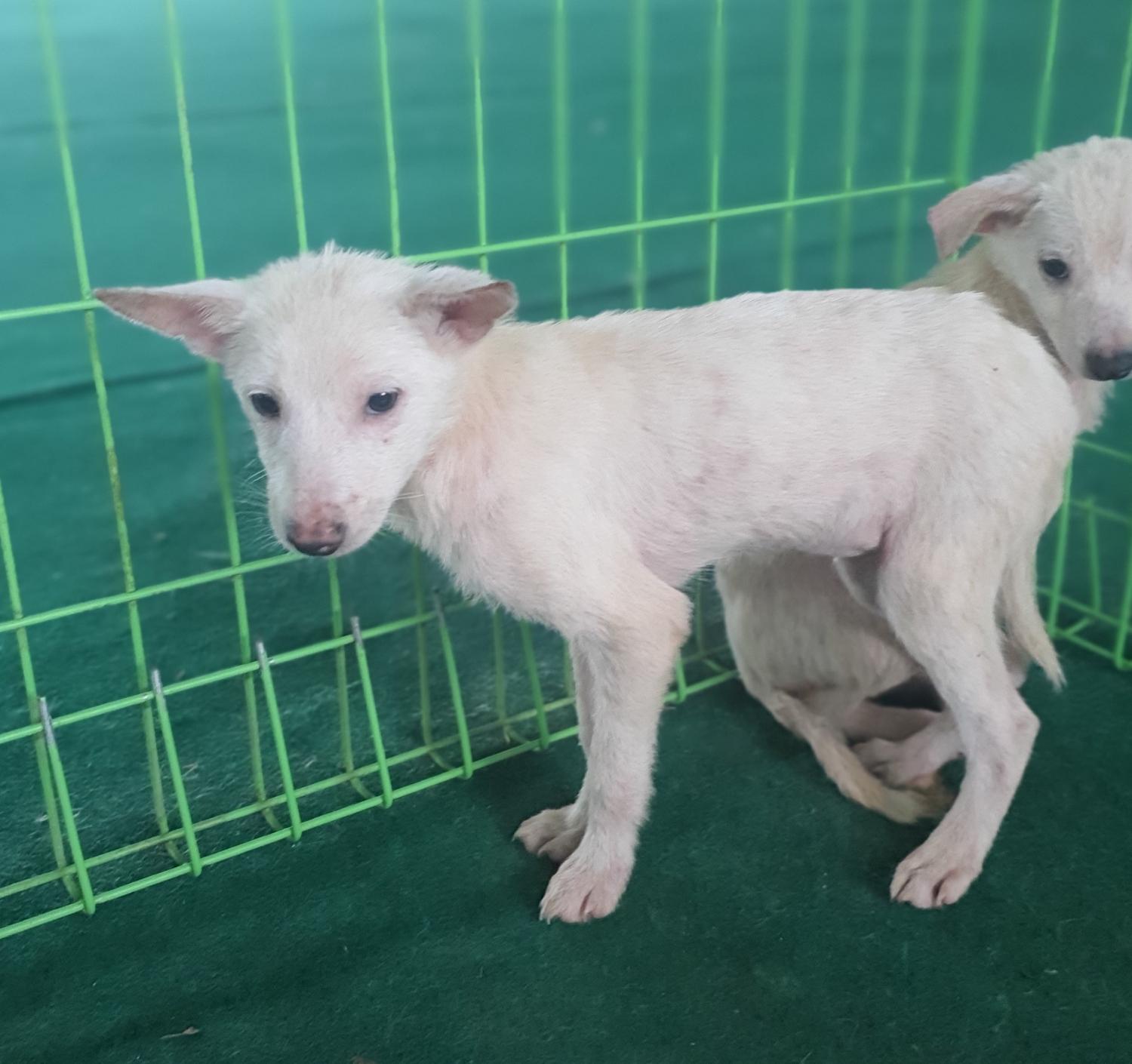 진도군임시보호소_446500202300271