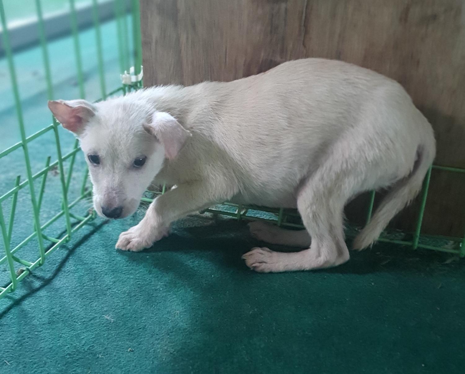진도군임시보호소_446500202300269