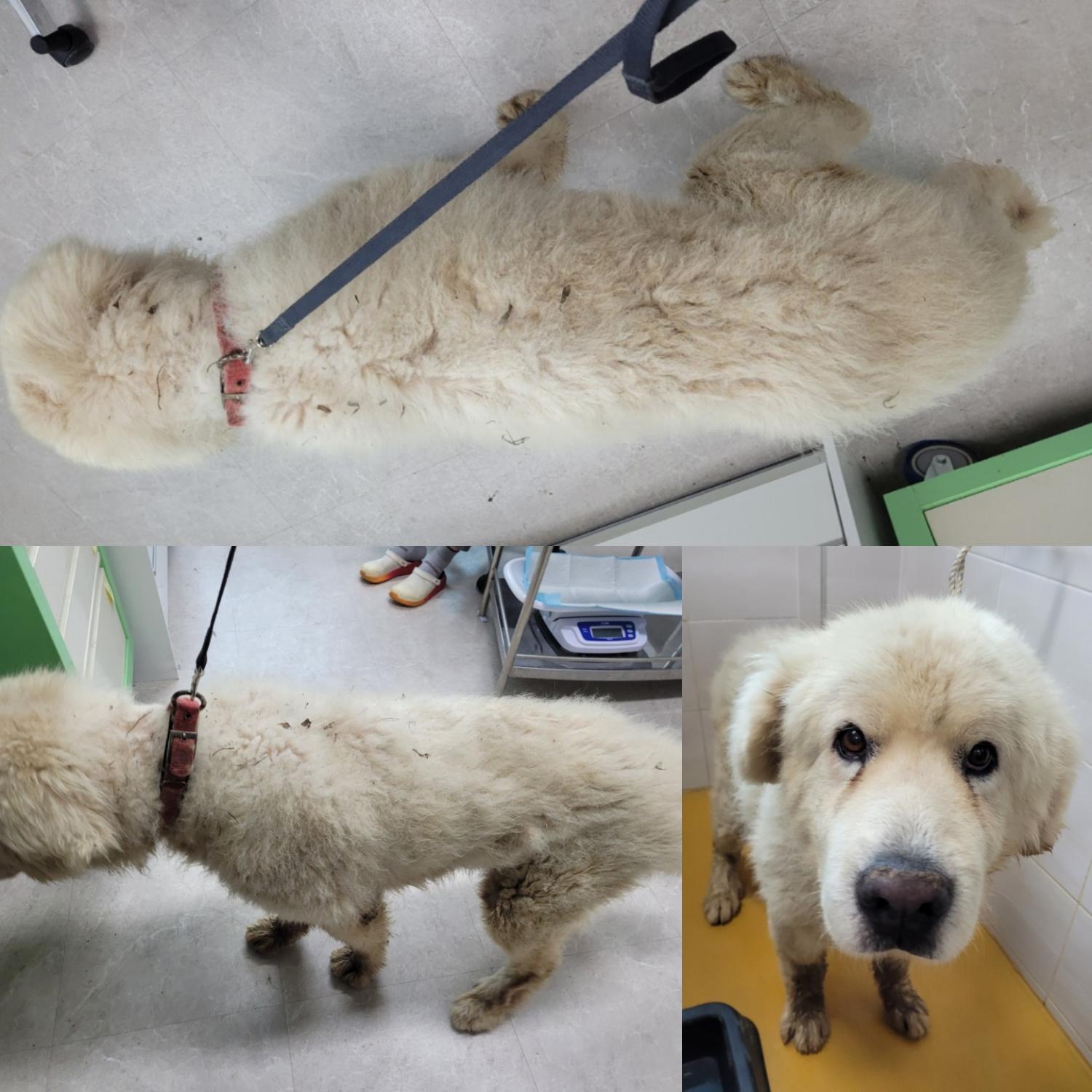 논산시 동물보호센터_444454202300593