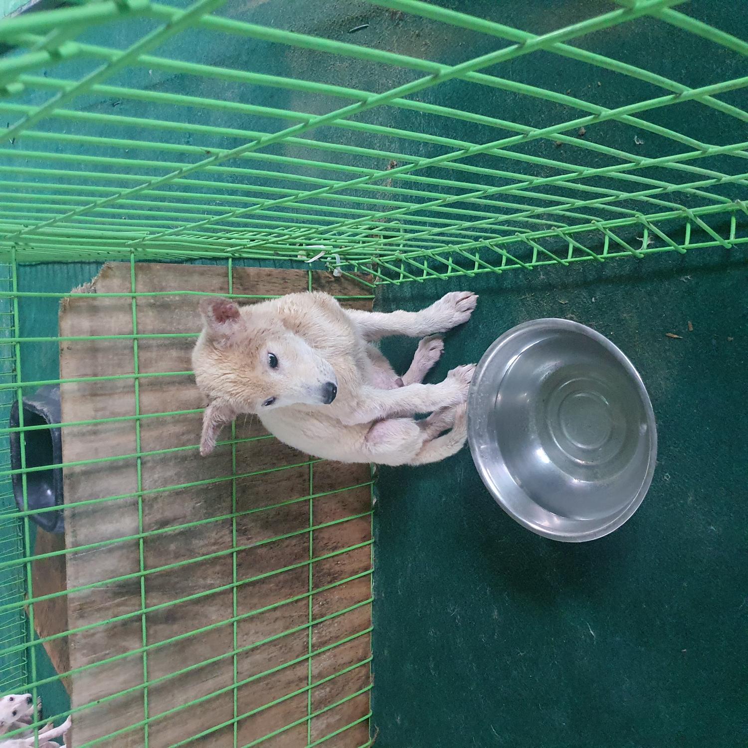 진도군임시보호소_446500202300267