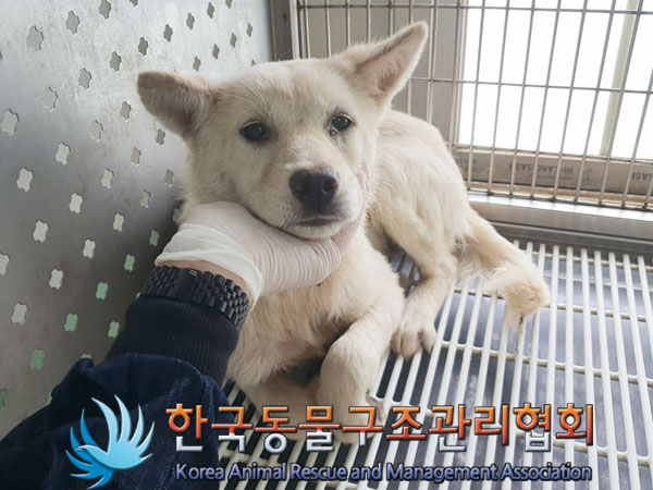 한국동물구조관리협회_441559202300699