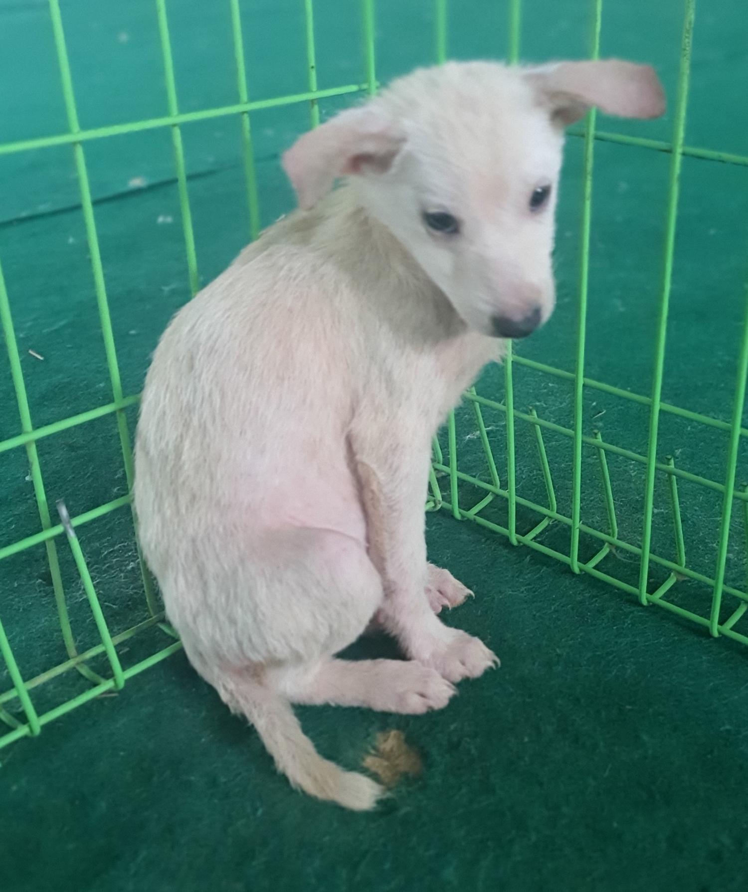 진도군임시보호소_446500202300268