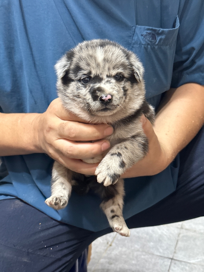이성준동물병원_441408202300897