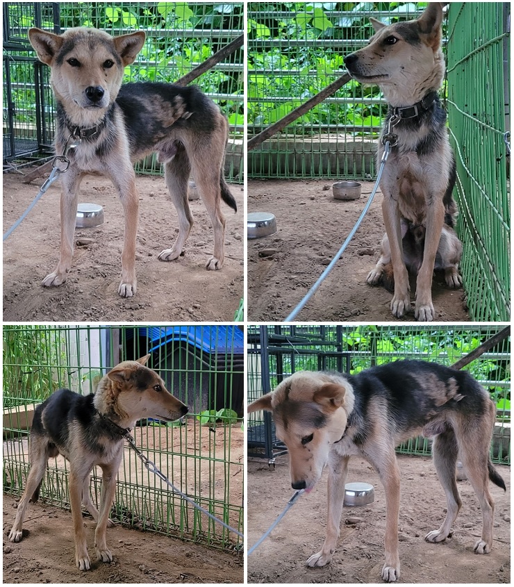 무안군유기동물보호소_446495202300212