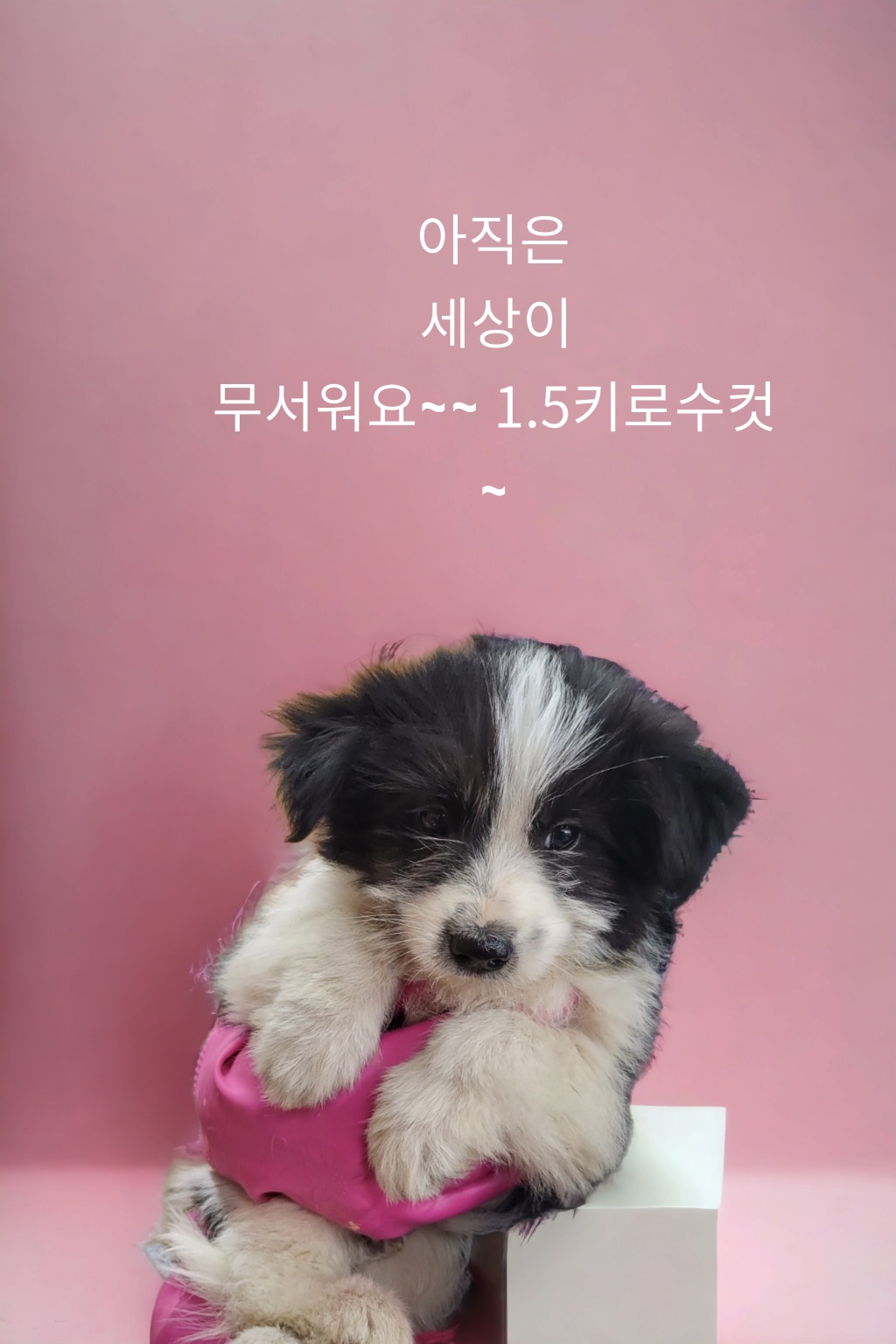 성주유기동물보호센터_447521202300238