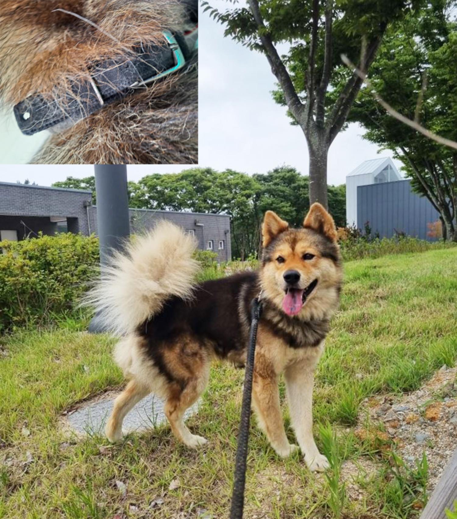 (사)영일동물플러스_447502202300705