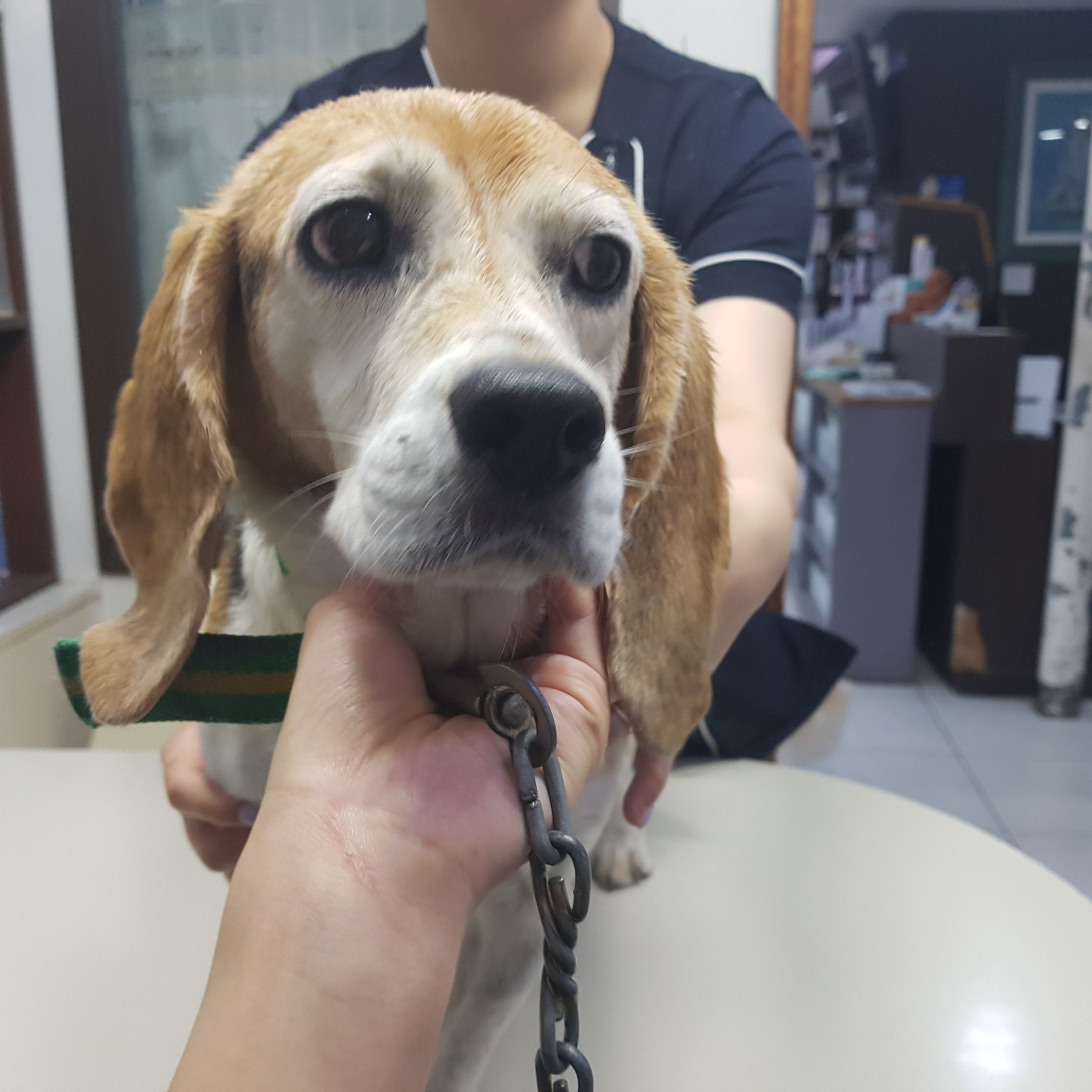 늘푸른동물병원_445464202302519