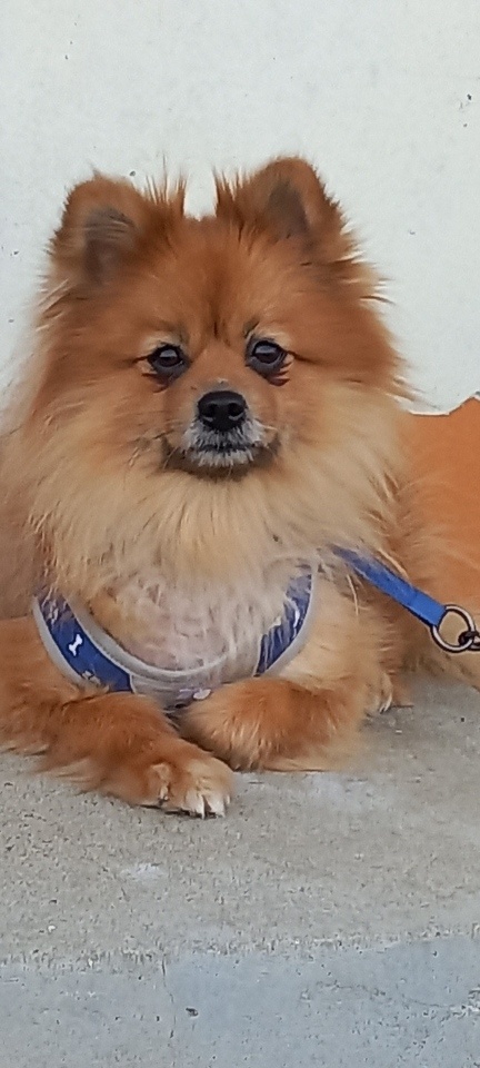 예천군유기동물보호소_447523202300392