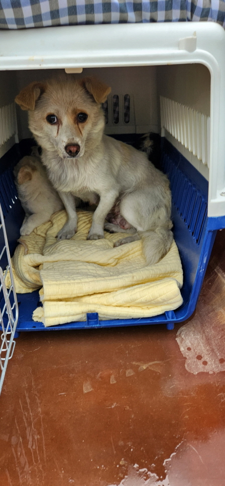 익산유기동물보호소_445468202301438