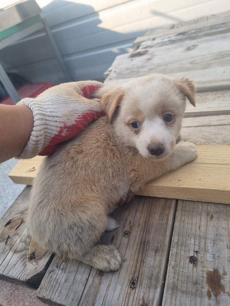 우성동물병원_427514202300256