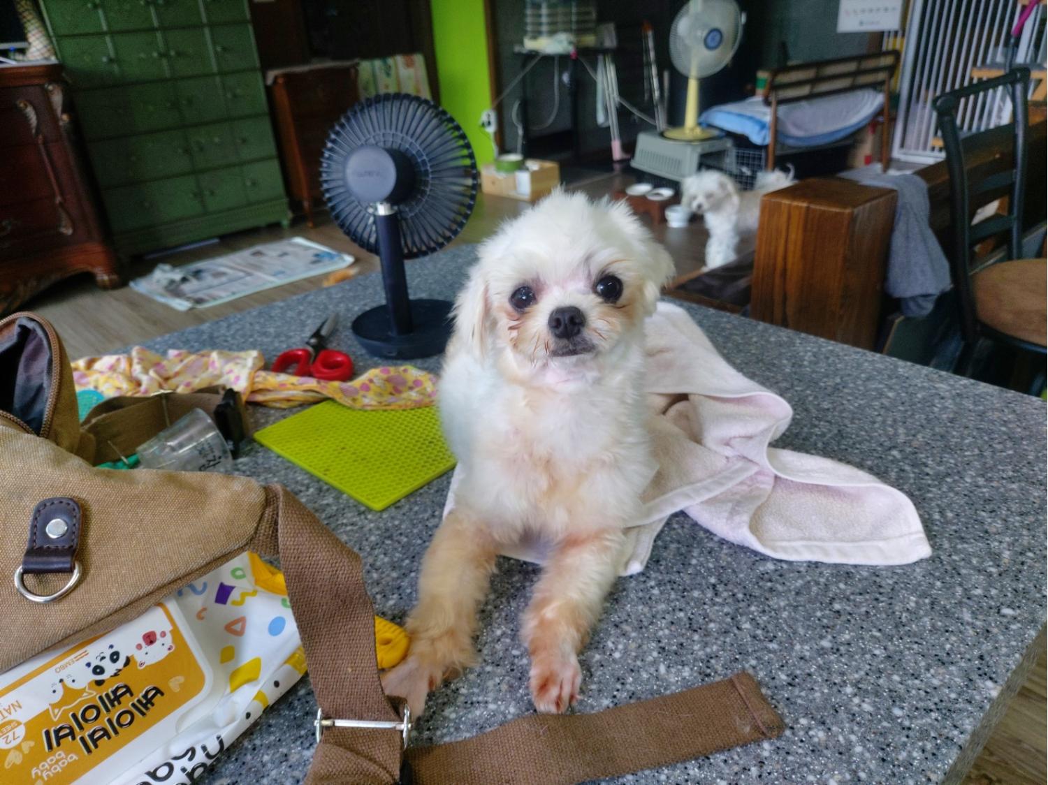 우성동물병원_427514202300251