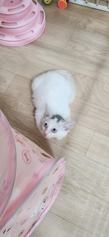 익산유기동물보호소_445468202301442