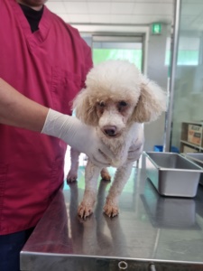 제주 동물보호센터_450650202302384