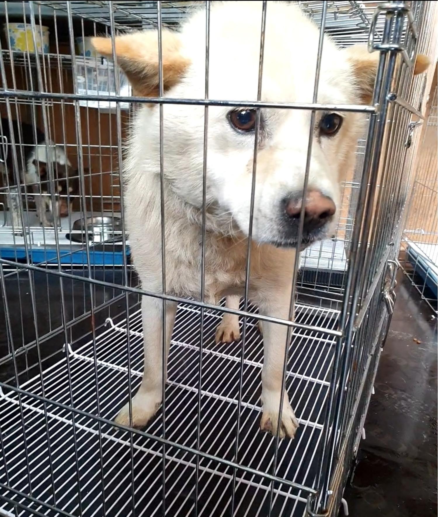 삼척시동물보호센터_442424202300435