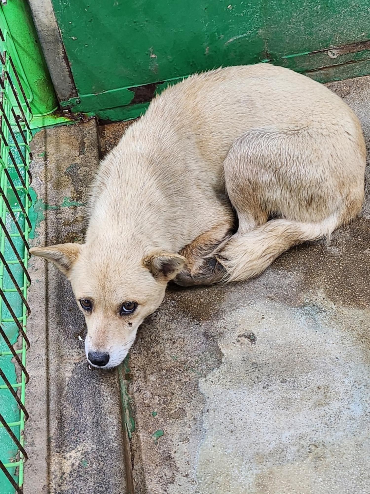영주시 동물보호센터_447509202300142