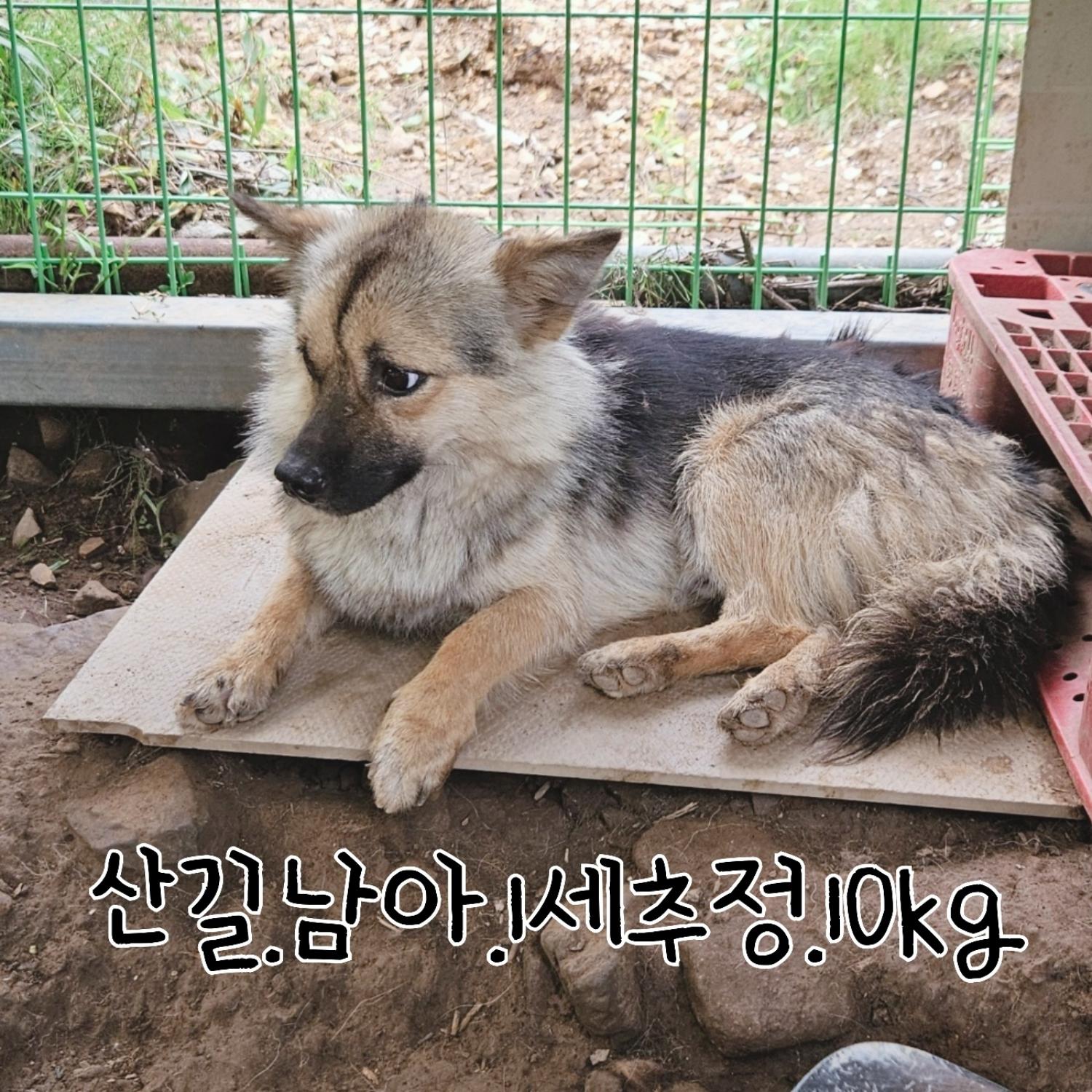 장성군동물보호센터_446498202300317