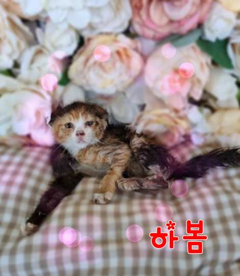 군산유기동물보호센터_445467202301317