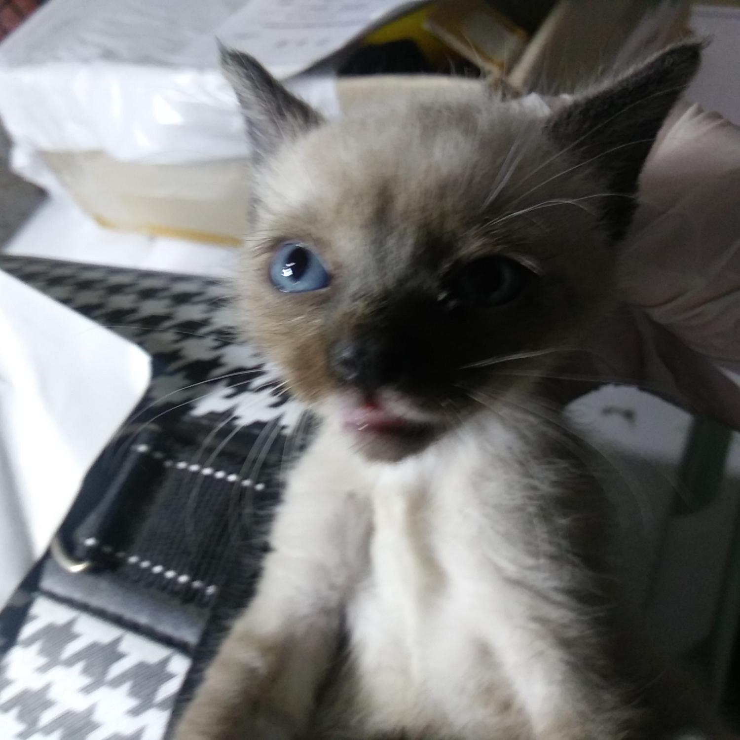 인천광역시수의사회_428352202300261