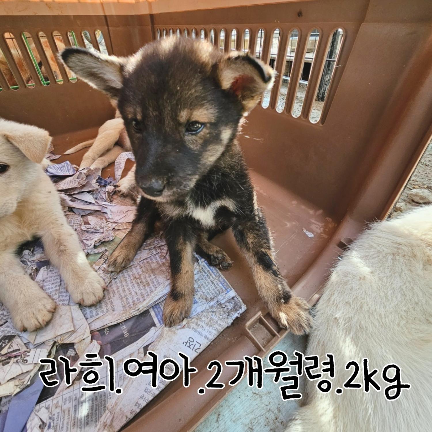 장성군동물보호센터_446498202300319