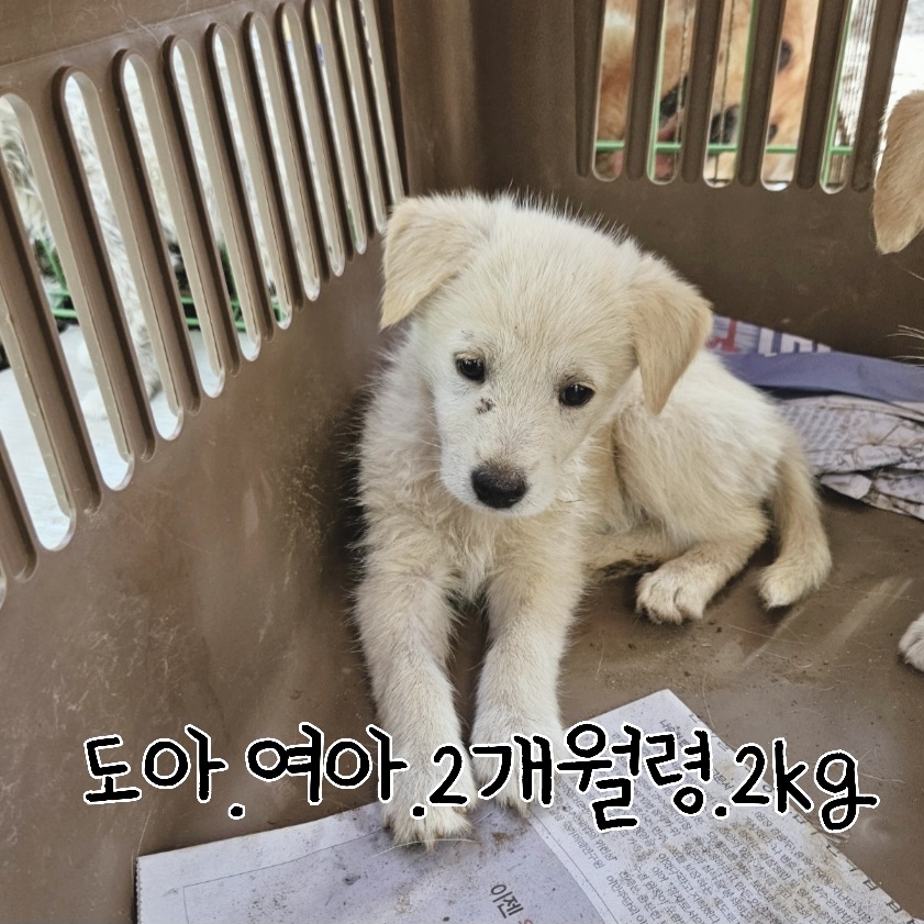 장성군동물보호센터_446498202300321